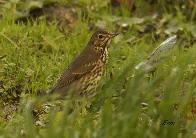 CIENTOS DE ZORZALES ALIRROJOS (Turdus iliacus)