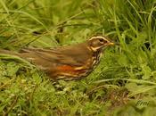 CIENTOS ZORZALES ALIRROJOS (Turdus iliacus)