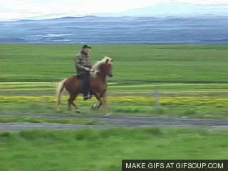 El caballo islandés (Íslenski Hesturinn)