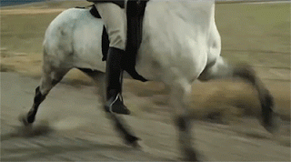 El caballo islandés (Íslenski Hesturinn)