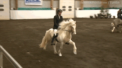 El caballo islandés (Íslenski Hesturinn)