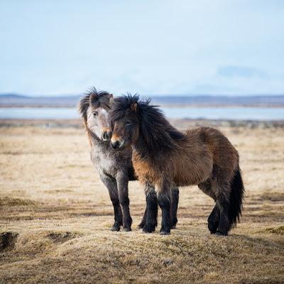 El caballo islandés (Íslenski Hesturinn)