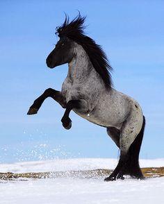 El caballo islandés (Íslenski Hesturinn)