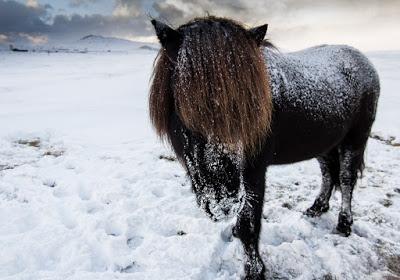 El caballo islandés (Íslenski Hesturinn)