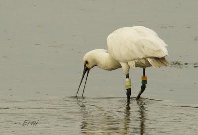 ANILLADAS Y REINCIDENTES