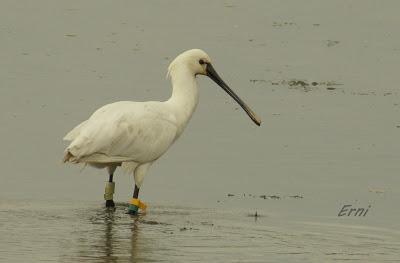 ANILLADAS Y REINCIDENTES