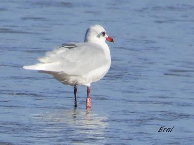 ANILLADAS Y REINCIDENTES
