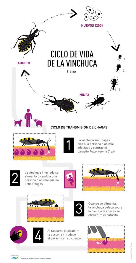 La vacuna contra la enfermedad de Chagas cada vez más cerca
