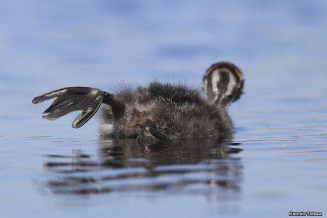 Pichón de zambullidor