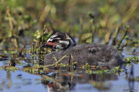 Pichón de zambullidor