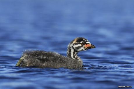 Pichón de zambullidor