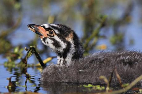 Pichón de zambullidor