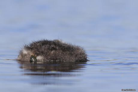 Pichón de zambullidor