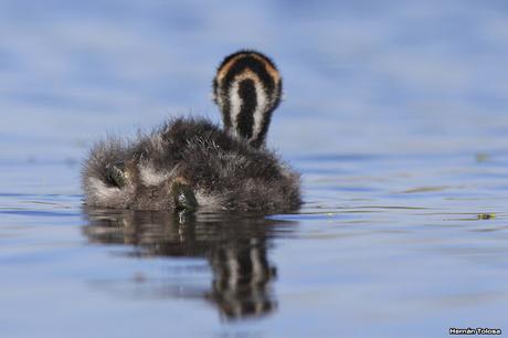 Pichón de zambullidor