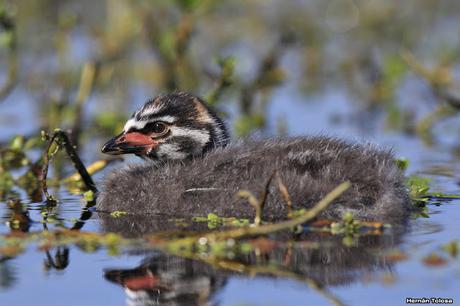 Pichón de zambullidor
