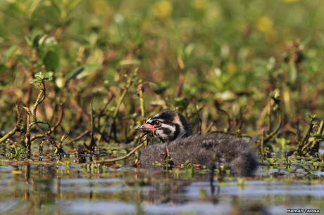 Pichón de zambullidor