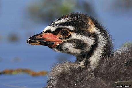 Pichón de zambullidor