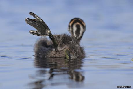 Pichón de zambullidor
