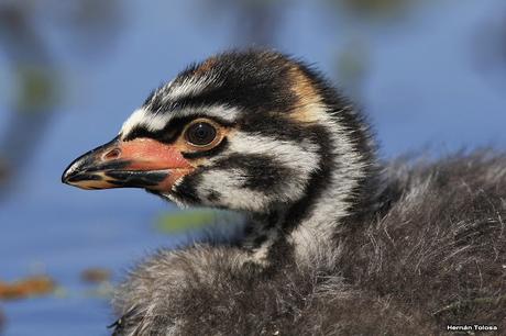 Pichón de zambullidor