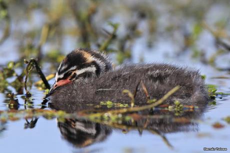 Pichón de zambullidor