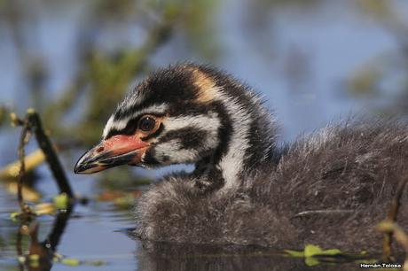 Pichón de zambullidor
