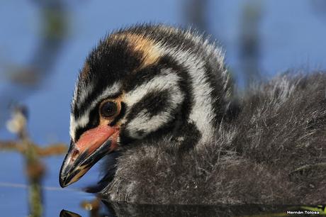 Pichón de zambullidor