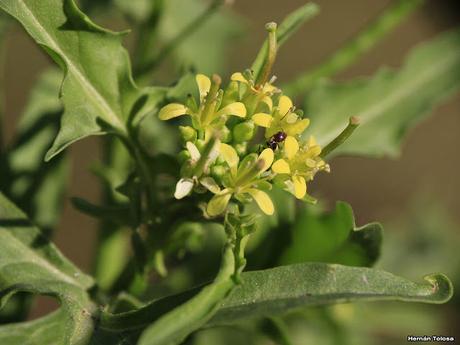 Nabillo (Sisymbrium irio)