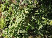 Nabillo (Sisymbrium irio)