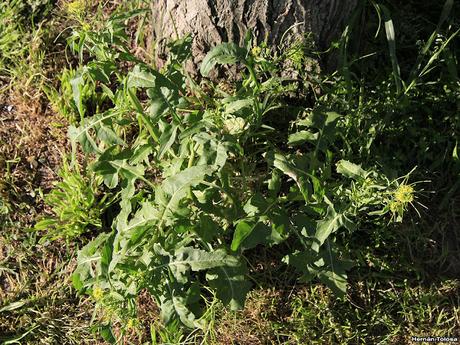Nabillo (Sisymbrium irio)