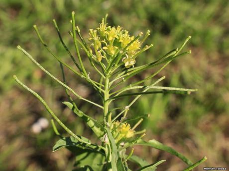 Nabillo (Sisymbrium irio)