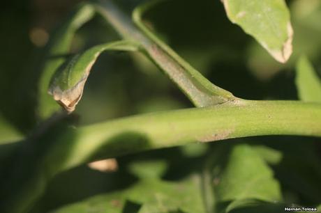 Nabillo (Sisymbrium irio)
