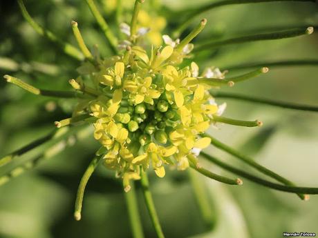 Nabillo (Sisymbrium irio)