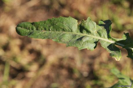 Nabillo (Sisymbrium irio)