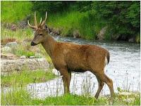 Avistaje del huemul, habitante milenario de la provincia de Neuquén