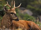 Avistaje huemul, habitante milenario provincia Neuquén