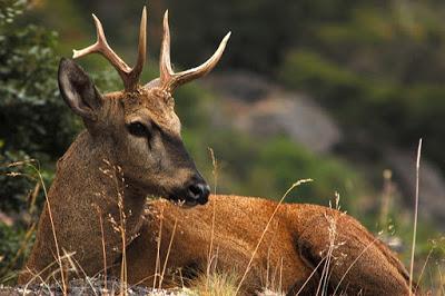 Avistaje del huemul, habitante milenario de la provincia de Neuquén