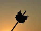 arrojado alas hoguera