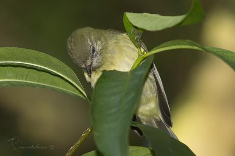 Mosqueta Pico Curvo -  Rough-legged Tyrannulet / Phyllomyias burmeisteri (Cabanis & Heine, 1859)