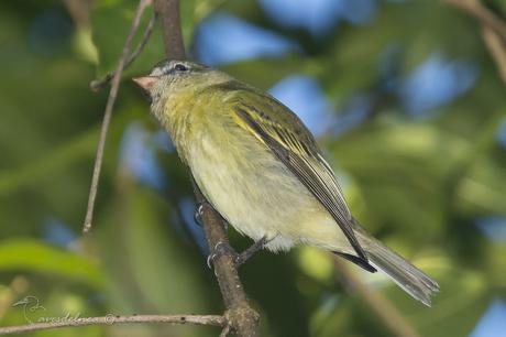 Mosqueta Pico Curvo -  Rough-legged Tyrannulet / Phyllomyias burmeisteri (Cabanis & Heine, 1859)