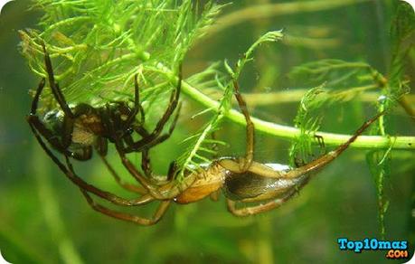 Araña-de-Agua-entre-los-descubrimientos-bajo-el-mar