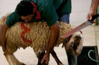 MALTRATO: Producción de lana