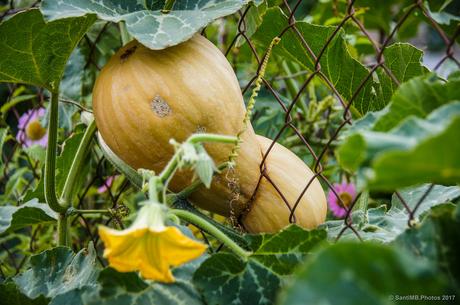 La calabaza estrangulada