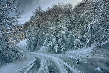 EL PALITO GRIS EL PALITO GRIS