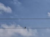 Barcelona (Sant Pere, Santa Caterina Ribera): nota discordante