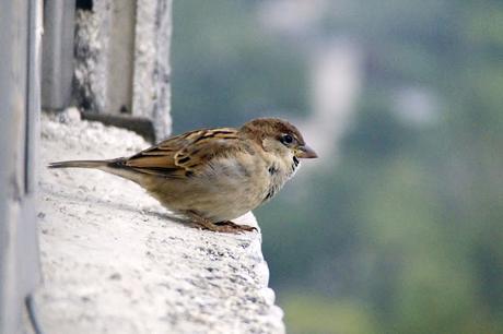 BAJO CONTROL.- MICRORRELATO DE ÁNGEL SILVELO