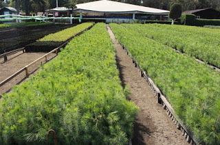 HABILITA PROBOSQUE 19 CENTROS DE ACOPIO PARA ÁRBOLES DE NAVIDAD