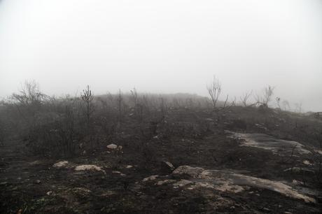 “Árboles de ceniza”, una campaña para reforestar los bosques quemados en Galicia