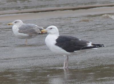 Llegada de gaviotas