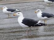 Llegada gaviotas