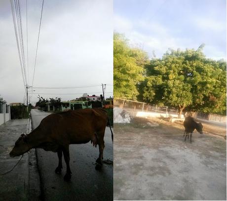 Apresan en Barahona animales deambulan en calles y carreteras.